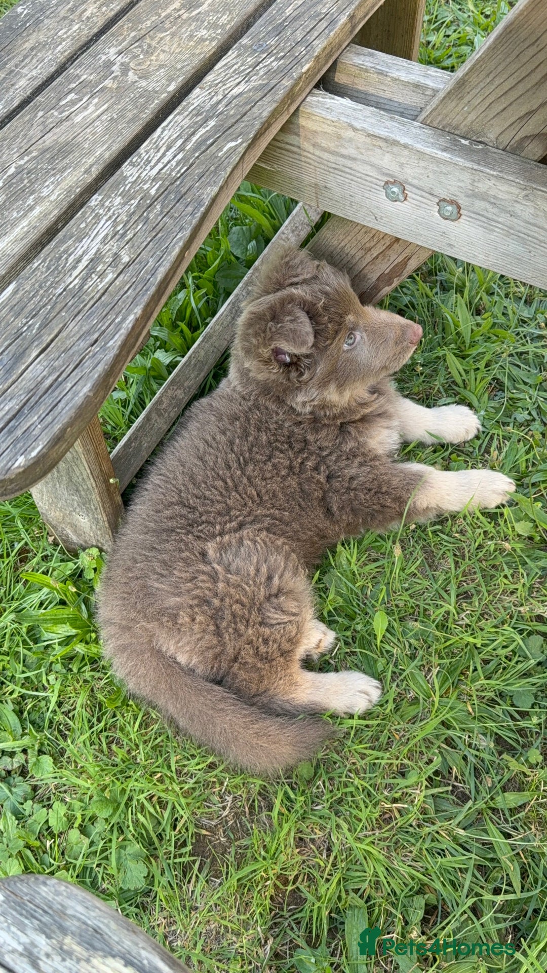 German Shepherd dogs for sale: Blue & Isabella German Shepherd Puppies For Sale  - Image 5