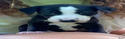Whippet dogs for sale: 6 STUNNING WHIPPET PUPPIES - Advert 23