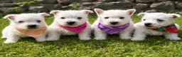 West Highland Terrier dogs for sale: Gorgeous Westie female puppies - Advert 1