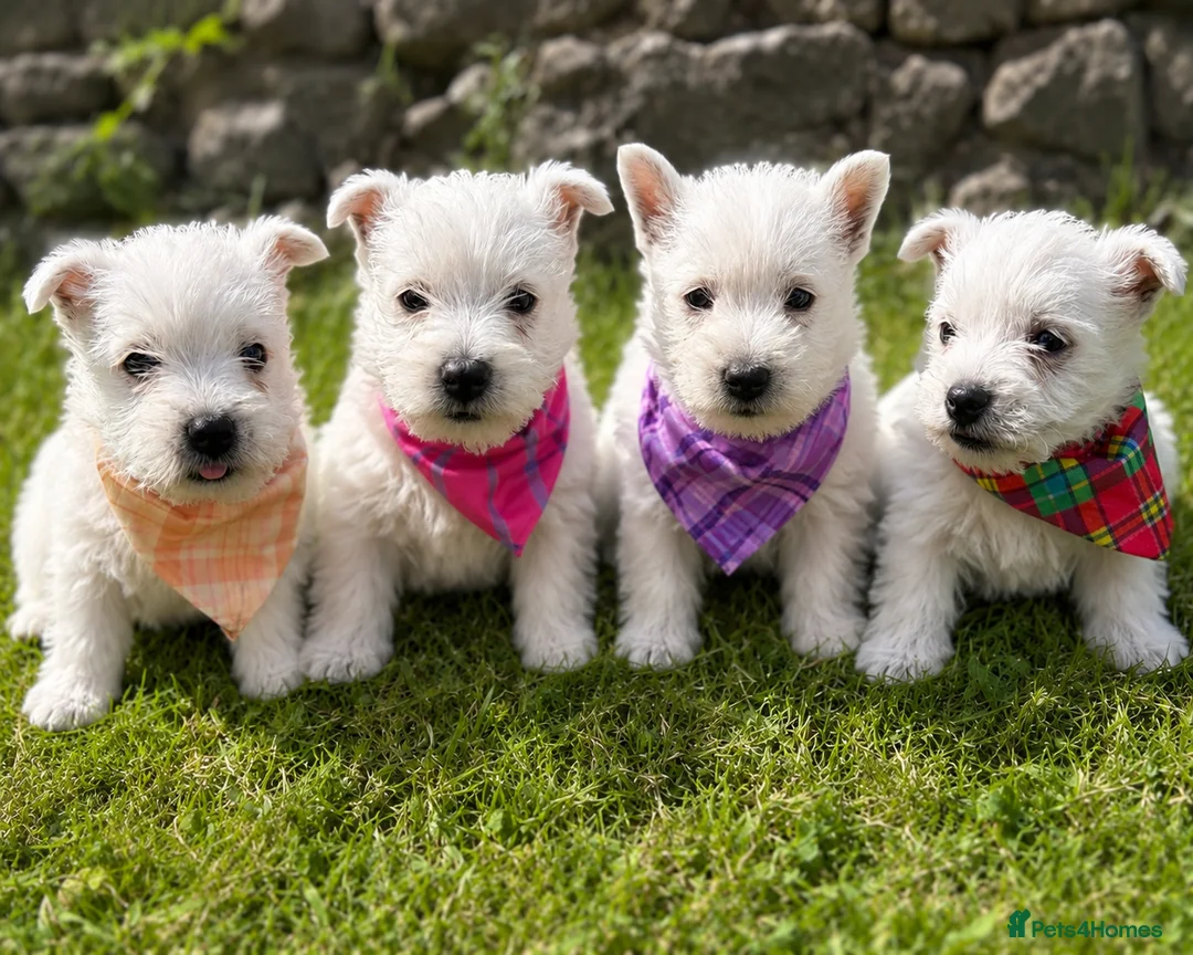 West Highland Terrier dogs for sale: Gorgeous Westie female puppies - Advert 1