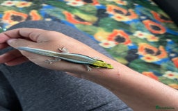 Gecko reptiles for sale: Phelsuma Klemmeri - Image 2