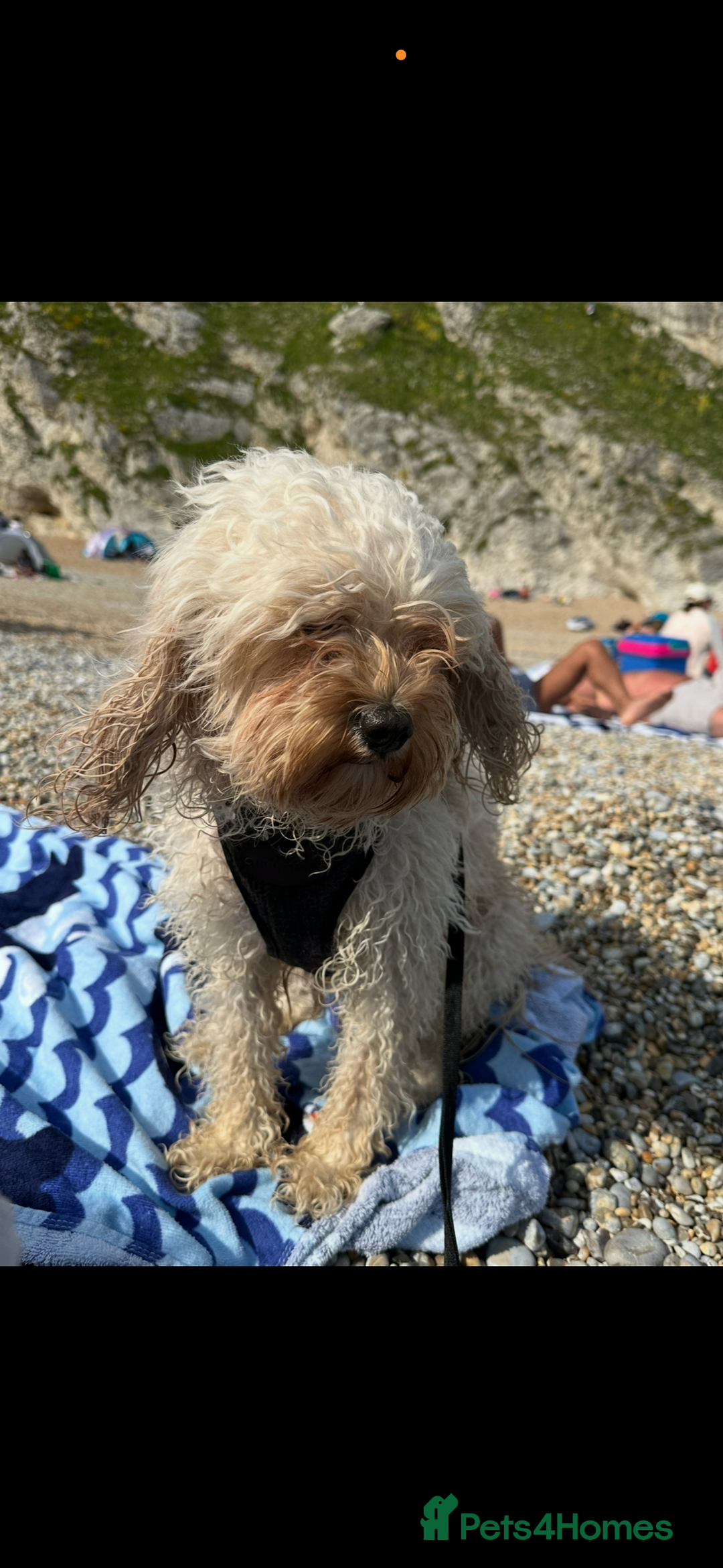 Cavapoo dogs for sale: Beautiful cavapoos - Advert 9