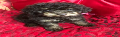 Toy Poodle Puppy 3