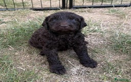Newfypoo dogs for sale: 🐾 Beautiful Newfypoo x Standard Poodle Puppies 🐾 in Doncaster - Image 17