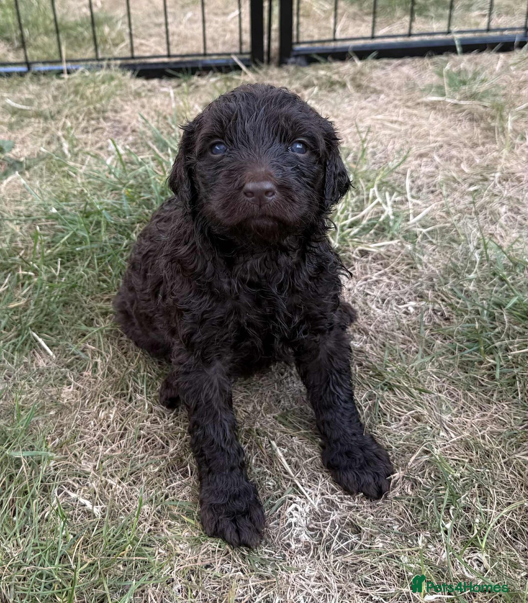 Newfypoo dogs for sale: 🐾 Beautiful Newfypoo x Standard Poodle Puppies 🐾 in Doncaster - Image 17