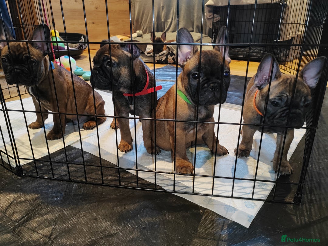French Bulldog dogs for sale: 🌟 Beautiful French Bulldog Puppies  - Advert 21