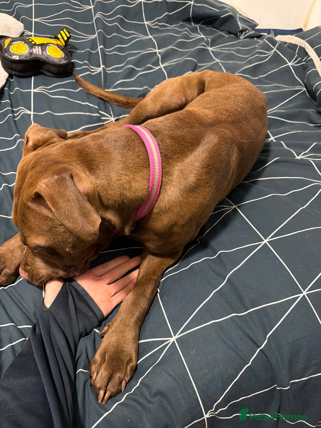 Mixed Breed dogs for sale: Free staff x lab. Please read.  - Advert 4