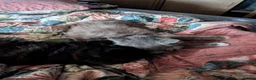 Mixed Breed cats for sale: Kittens for sale  - Advert 2