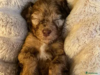 Cockapoo dogs ⭐ Outstanding F3 Cockapoo Puppies ⭐ - Advert 2