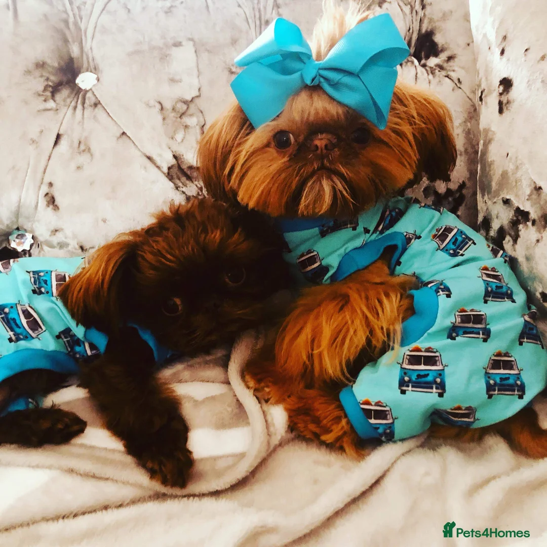 Shih Tzu dogs for stud: Tiger orange imperial shih tzu  in Basildon - Advert 5