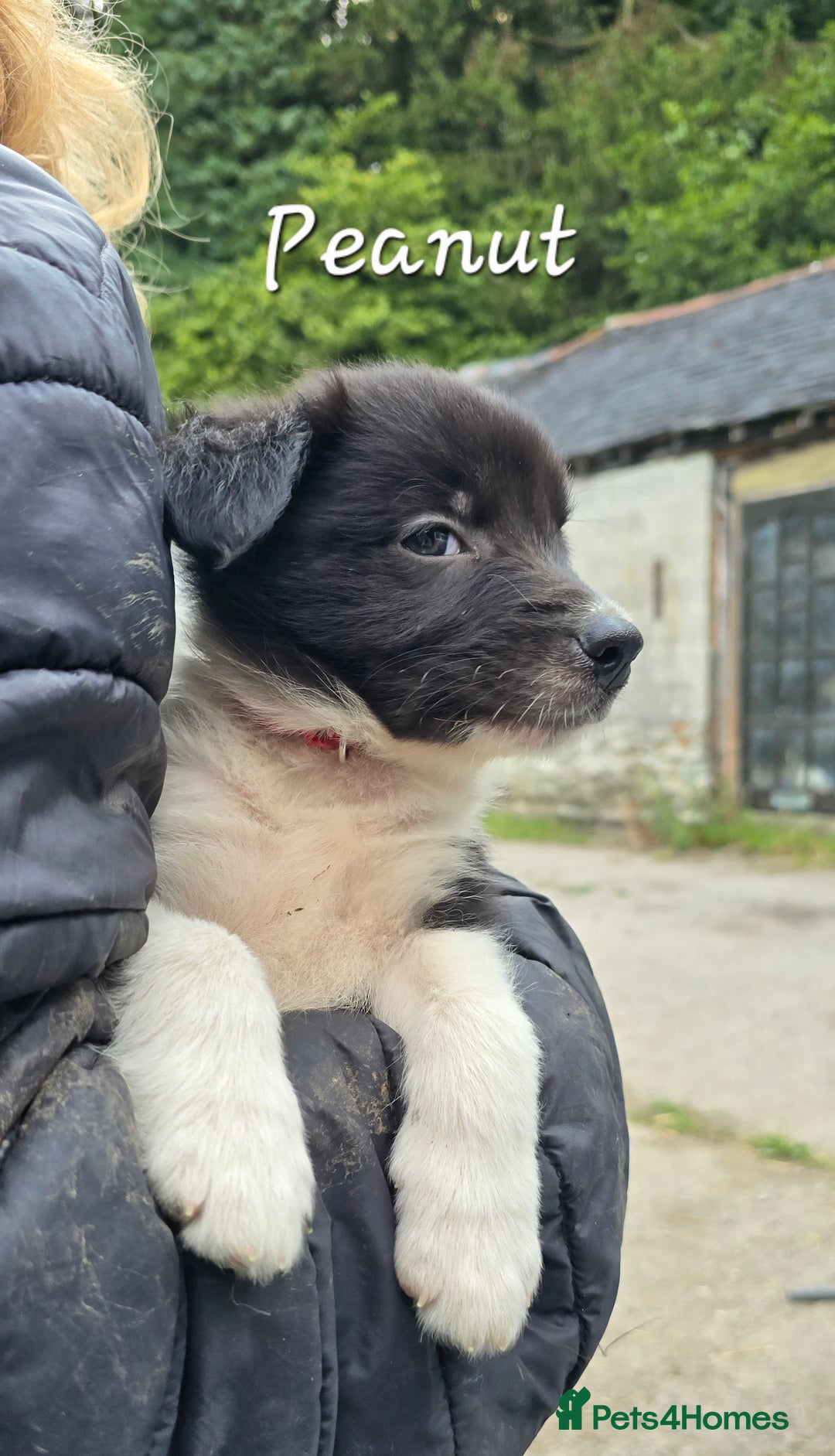 Border Collie dogs for sale:  Any farmers looking for working dogs? - Image 34