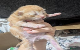Mixed Breed cats for sale: Beautiful kittens - Image 7