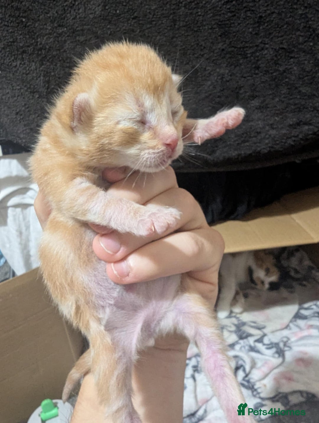 Mixed Breed cats for sale: Beautiful kittens - Image 7