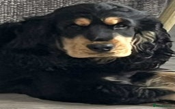 Cocker Spaniel dogs for sale: Kc reg show cocker spaniels. Heath tested parents - Image 2