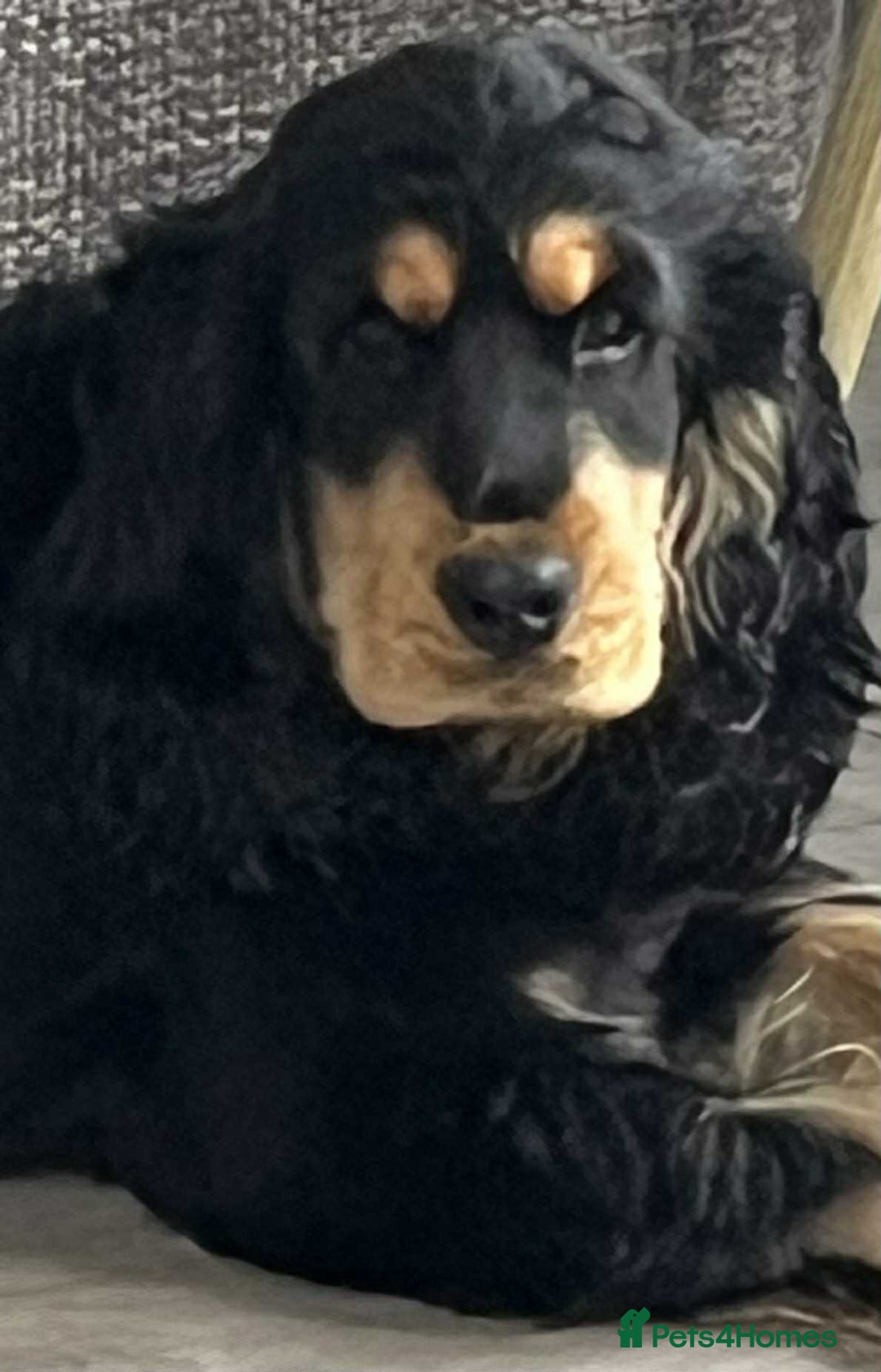 Cocker Spaniel dogs for sale: Kc reg show cocker spaniels. Heath tested parents - Image 2