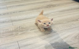 British Shorthair cats for sale: Beautiful British short hair kittens  - Image 4