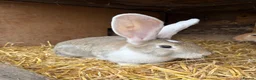 Continental Giant rabbits for sale: Continental Giant Rabbit babies available  - Advert 12