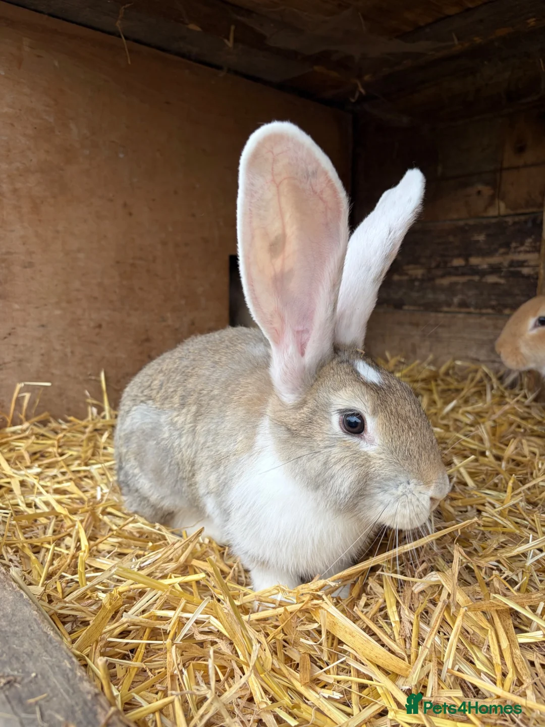 Continental Giant rabbits for sale: Continental Giant Rabbit babies available  - Advert 12