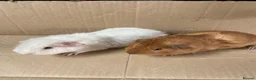 Guinea Pig rodents for sale: Male Guinea Pigs For Sale - Advert 4