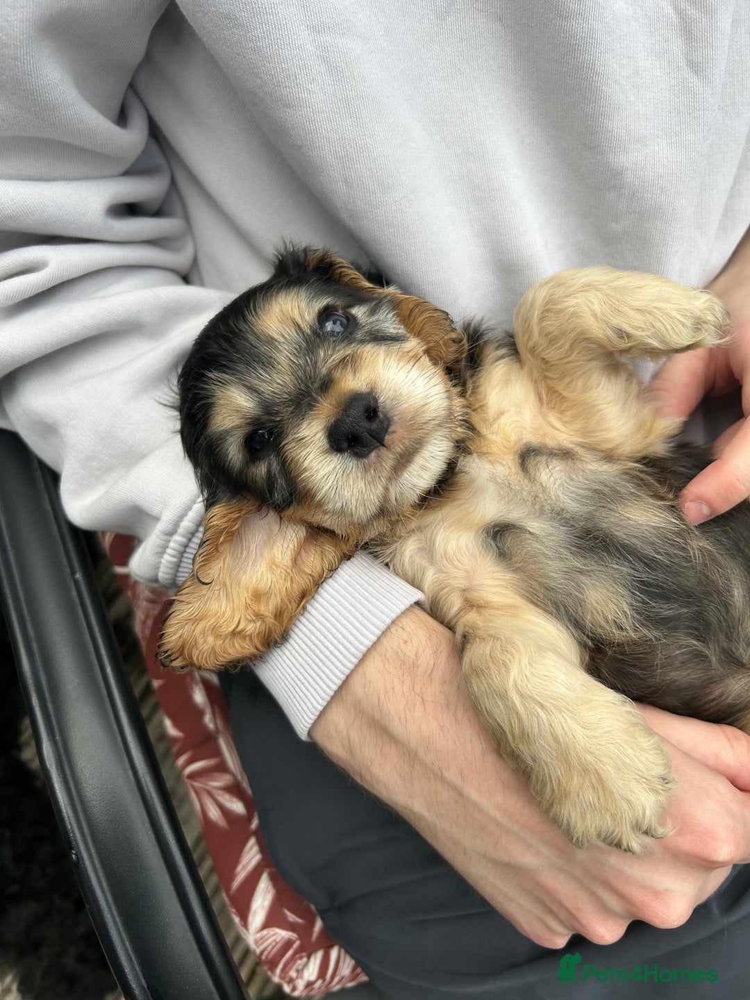 Cocker Spaniel dogs for sale: Sable cockerspaniel puppies - Image 9