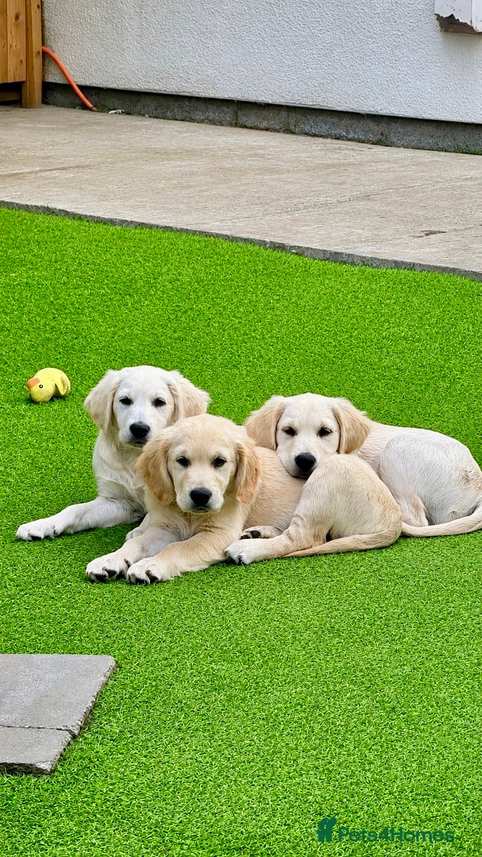 Golden Retriever dogs Exceptional Golden Retriever Puppies 🐾 - Advert 1