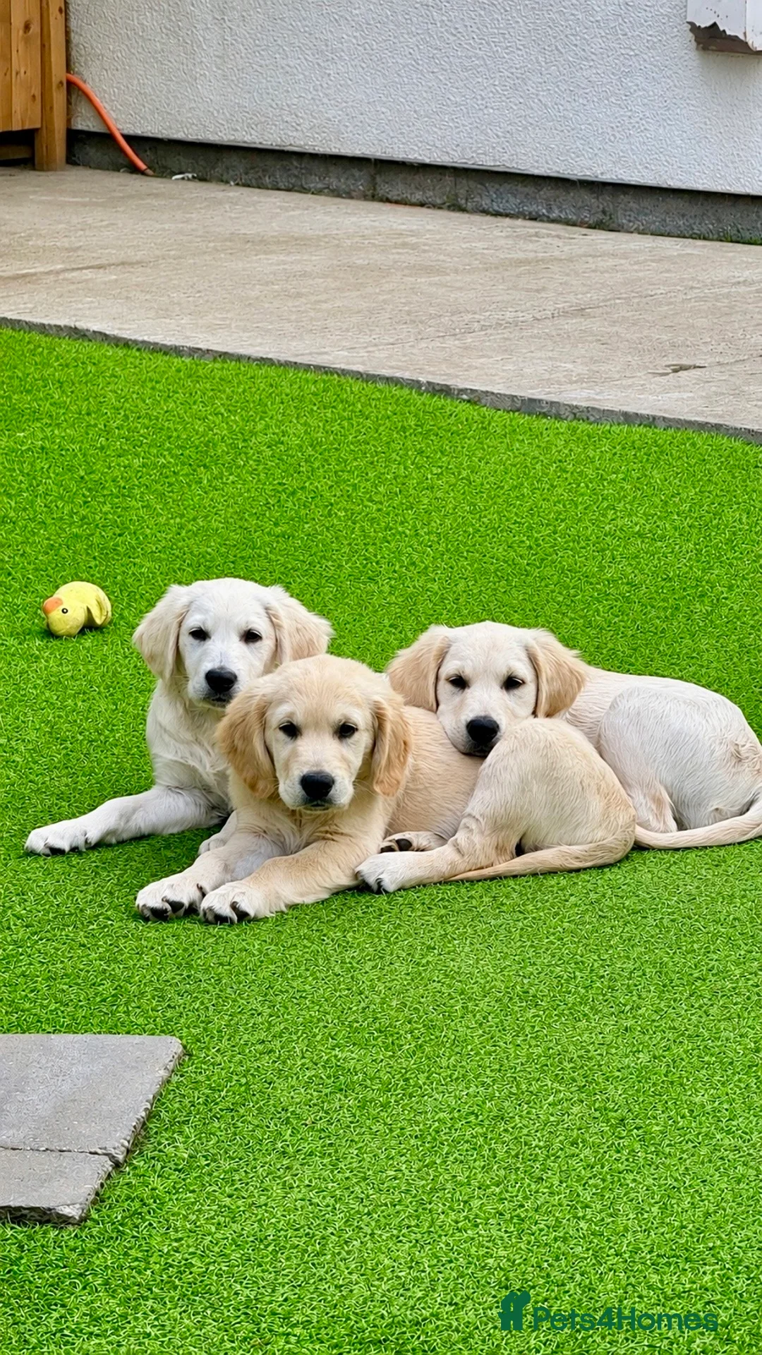 Golden Retriever dogs for sale: Exceptional Golden Retriever Puppies 🐾 - Advert 1