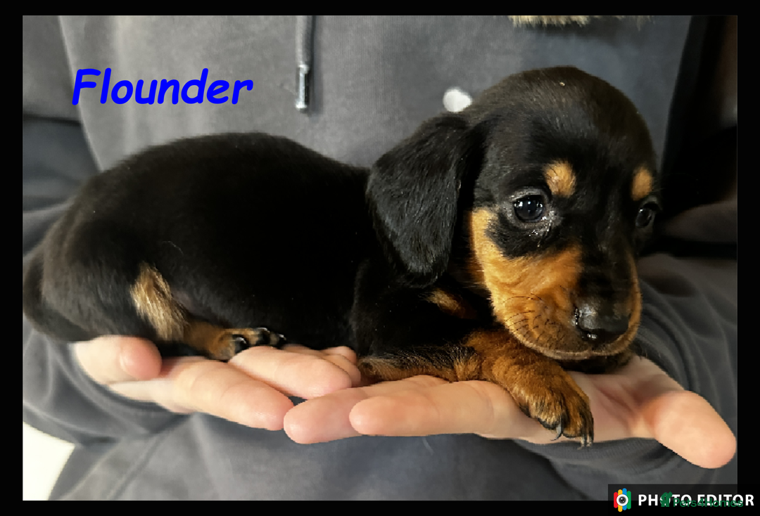 Dachshund dogs for sale: Beautiful Dachshunds ❤️❤️ - Advert 13