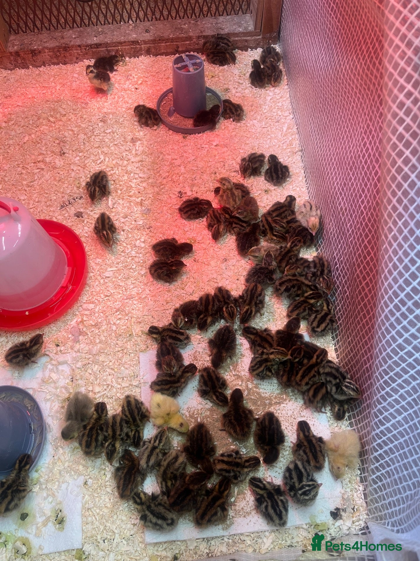 Quail poultry Mixed Coturnix quail and eggs - Advert 2