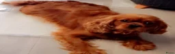 Cavapoo dogs for sale: Cavapoo - Advert 10