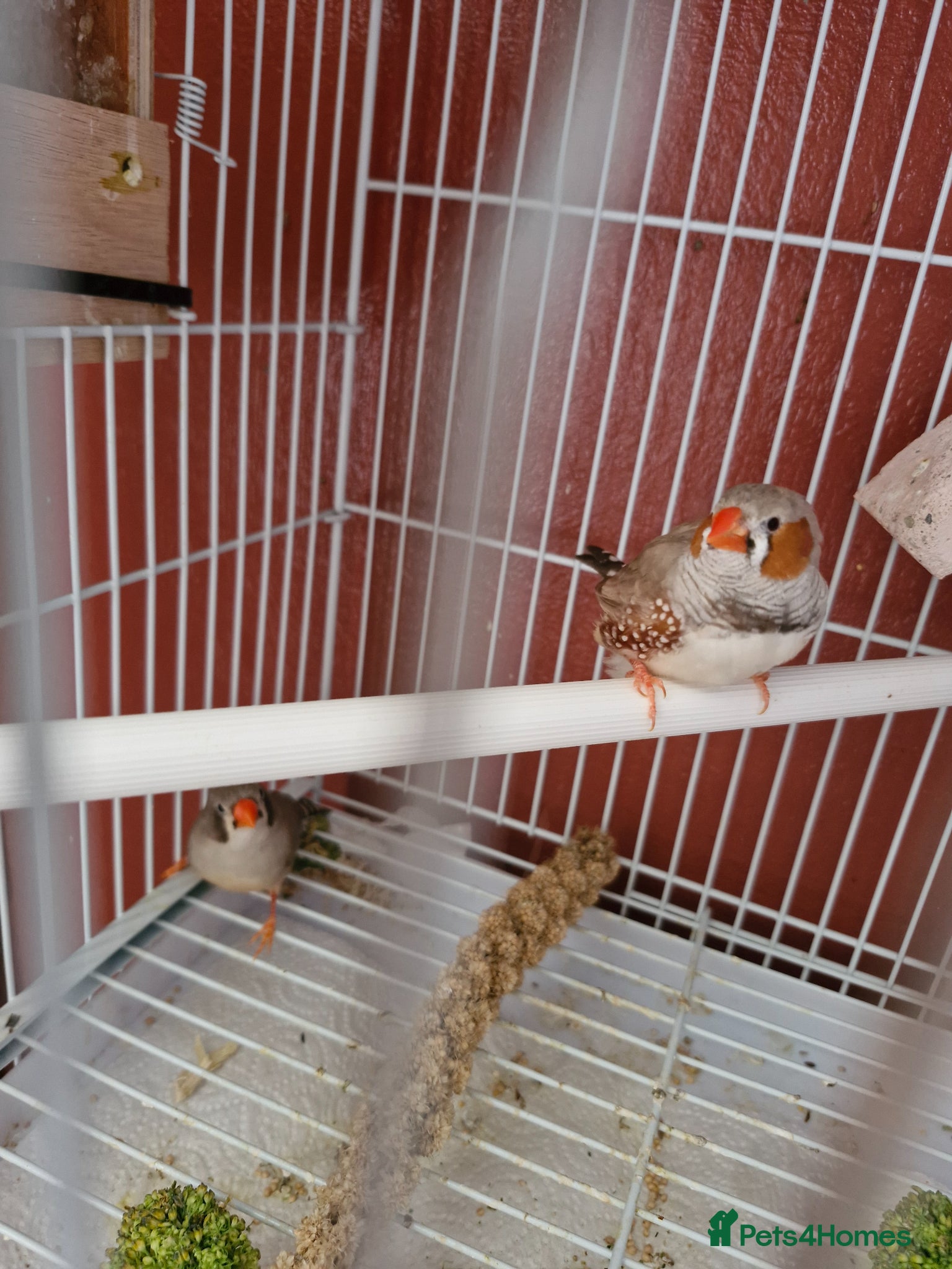 Finches birds for sale: Finches and budgies for sale  - Advert 3