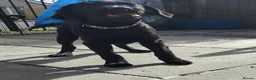 Labrador Retriever dogs for sale: 5 Beautiful labrador puppies (Male) - Advert 4