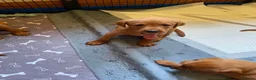 Labrador Retriever dogs for sale: KC REG FOX RED LABRADOR PUPPIES - Advert 5