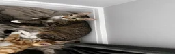 Mixed Breed cats for sale: 5 Beautiful friendly kittens - Advert 17
