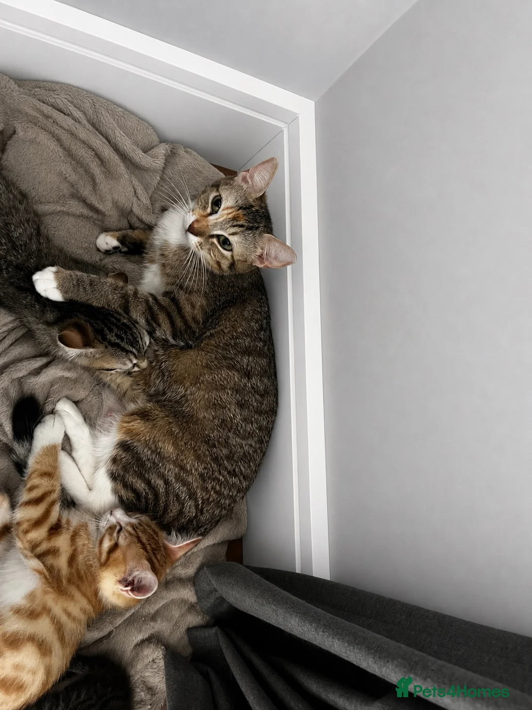 Mixed Breed cats for sale: 5 Beautiful friendly kittens - Advert 17