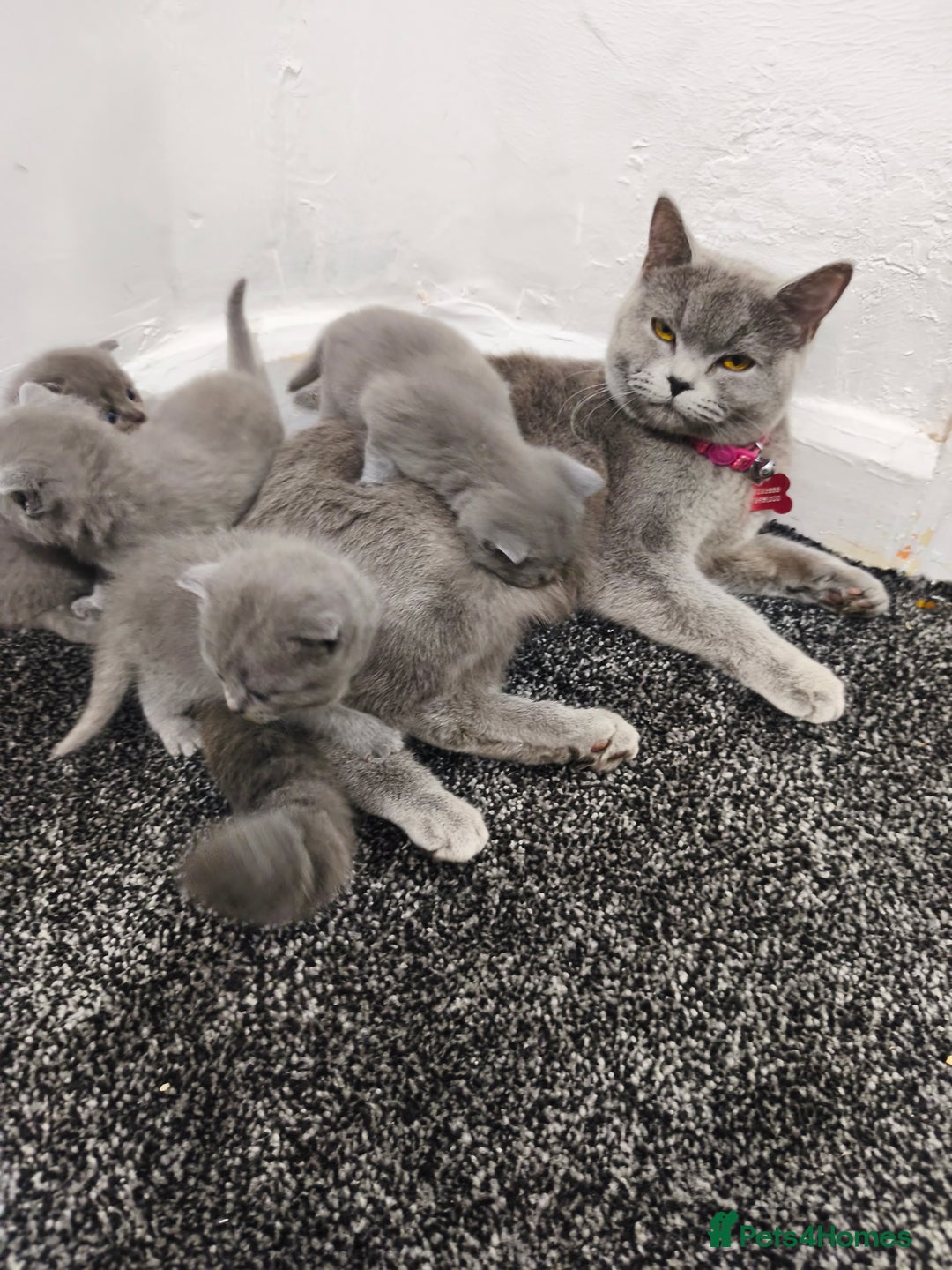 British Shorthair cats for sale: British short hair kittens - Advert 5