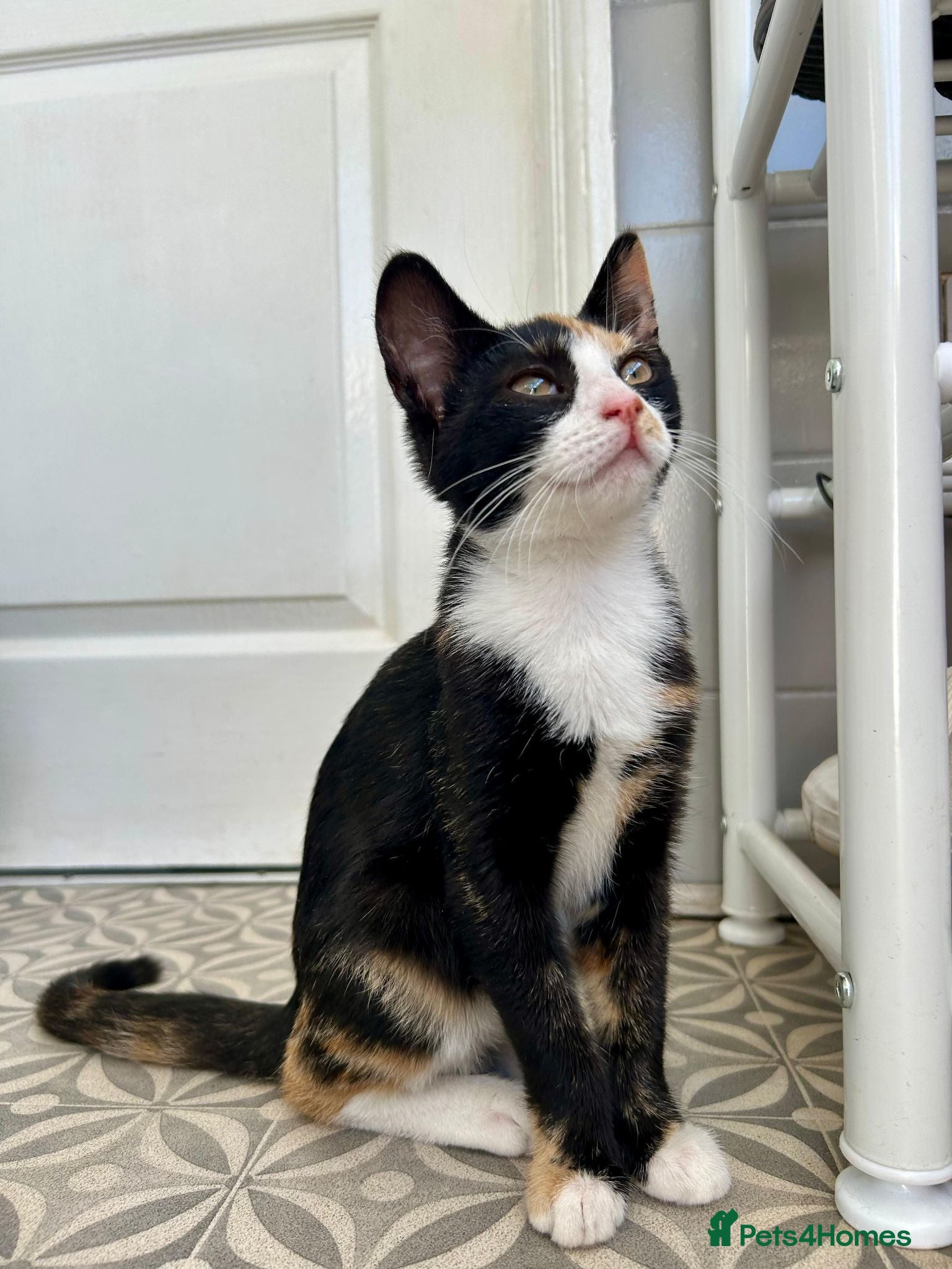 British Shorthair cats Tortoiseshell kitten - Advert 2