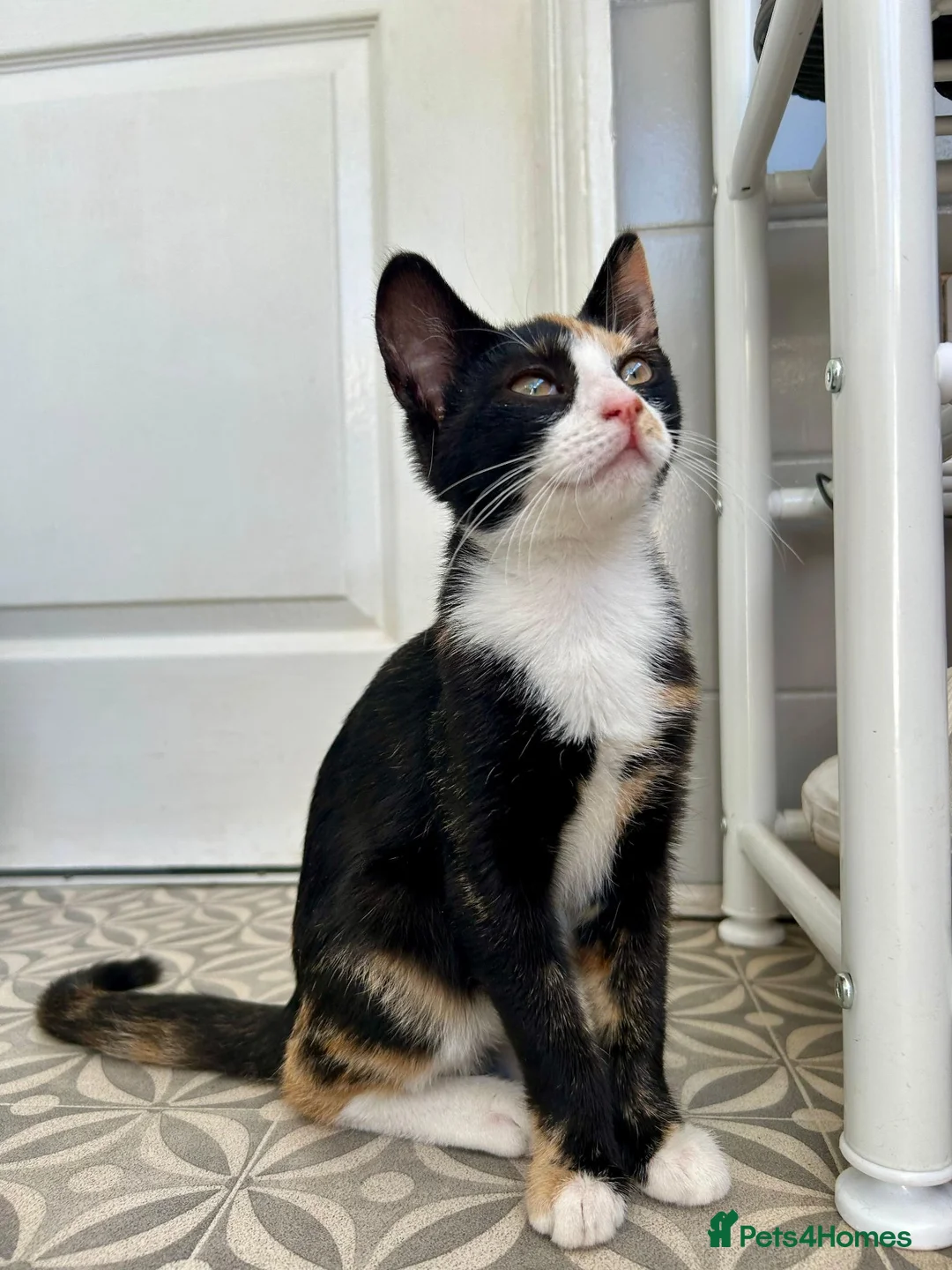 British Shorthair cats for sale: Tortoiseshell kitten - Advert 1