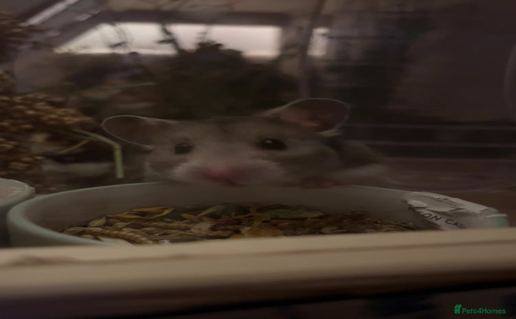 Hamster rodents - Advert 2