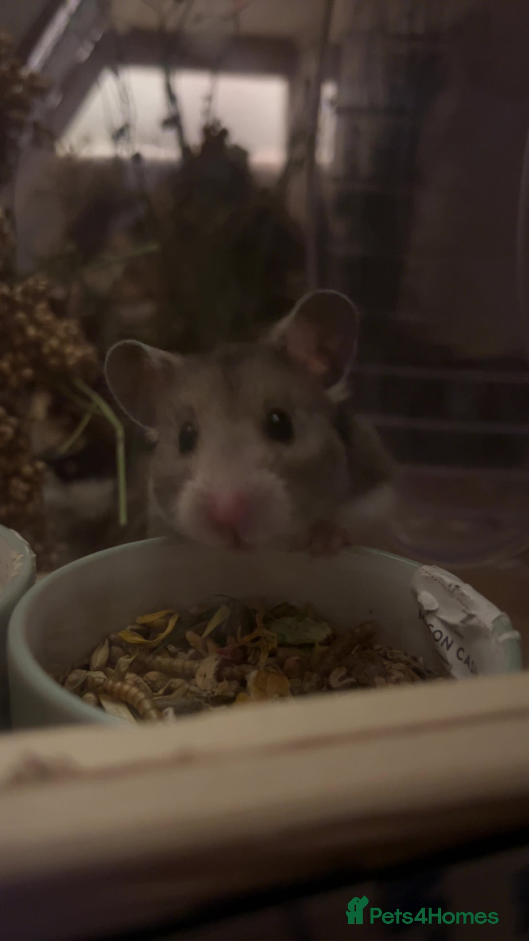 Hamster rodents for sale: Female Syrian to rehome.  - Image 1