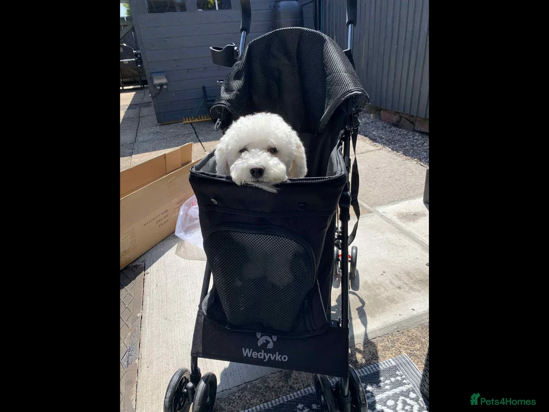 Bichon Frise dogs for stud: Bichon frise for stud  in Atherstone - Advert 2