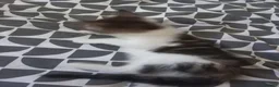 Mixed Breed cats for sale: Kitten for sale  - Advert 20
