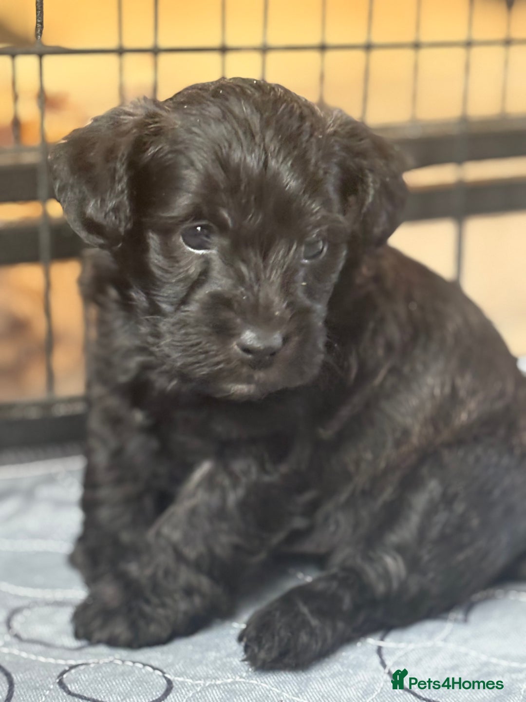 Mixed Breed dogs for sale: Westiepoo puppies - Advert 6