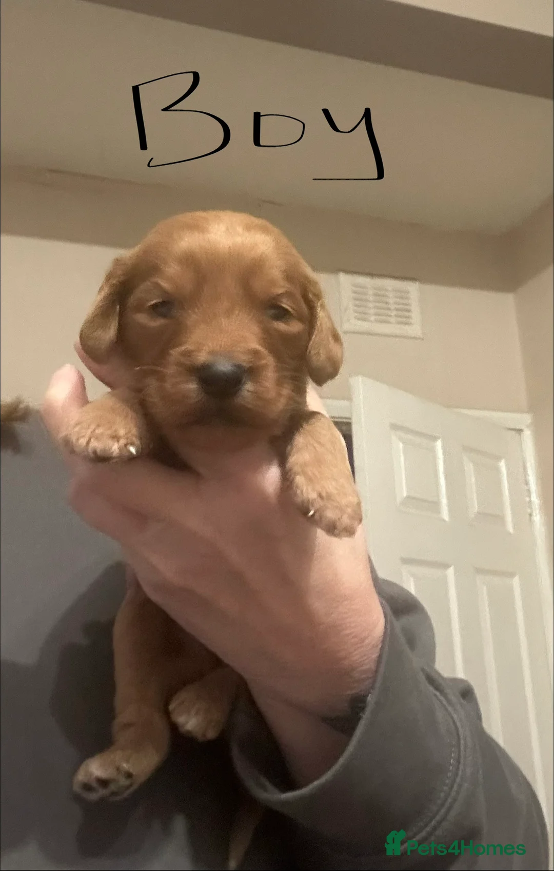 Cockapoo dogs for sale: Cockapoo puppies for sale  - Advert 5