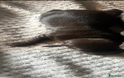 Cocker Spaniel dogs for sale: KC FTCH working cocker spaniel puppy’s  - Image 18