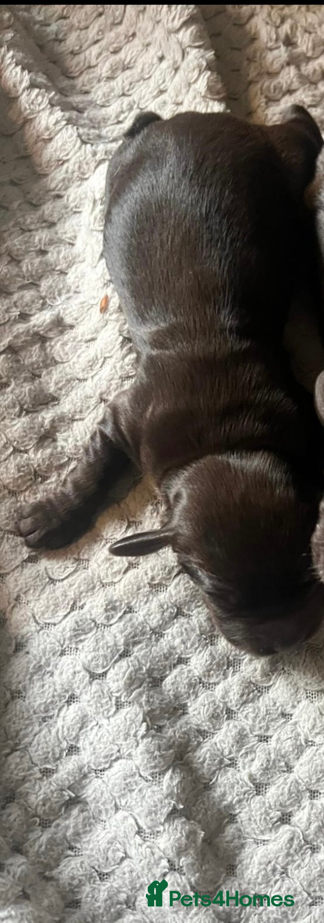 Cocker Spaniel dogs for sale: KC FTCH working cocker spaniel puppy’s  - Image 18