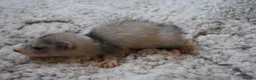 Ferret rodents for sale: Beautiful Kits  in Peterlee - Advert 17