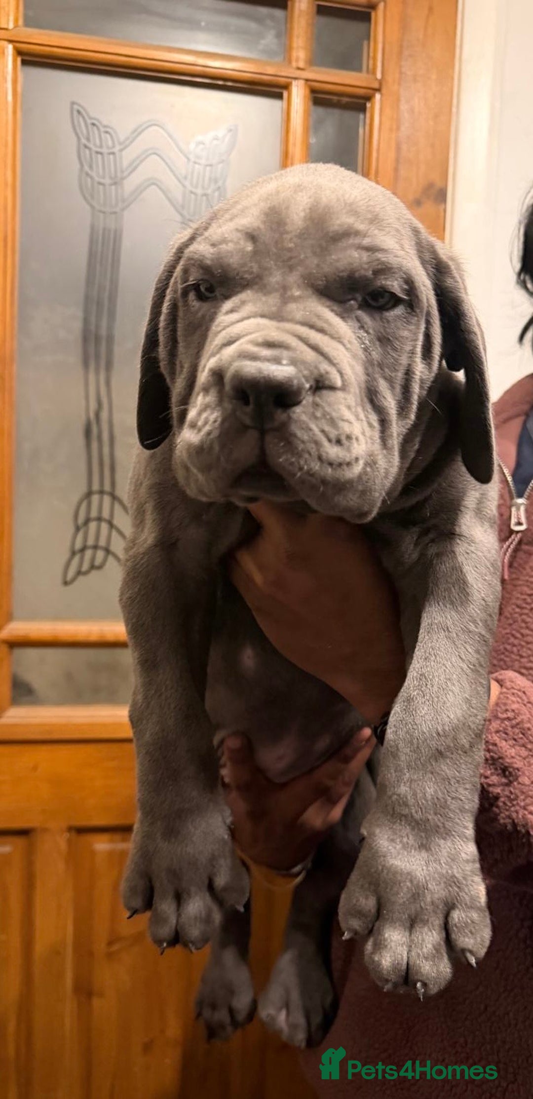 Cane Corso dogs for sale: Imp Champion Bloodline Pure Breed Cane Corso pups  - Advert 15