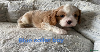Cavalier King Charles Spaniel dogs - Advert 2