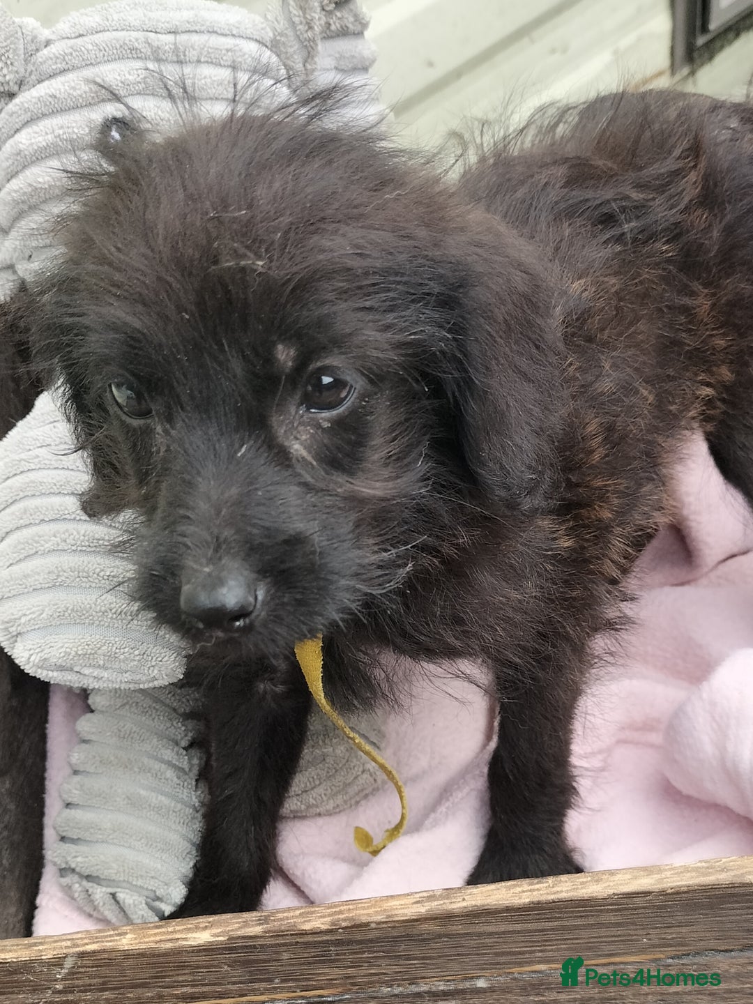 Labradoodle dogs for sale: Miniature Labradoodle puppies  - Image 19