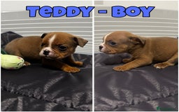 Olde English Bulldogge dogs for sale: Old English bulldog pups { READY TO LEAVE} - Image 12